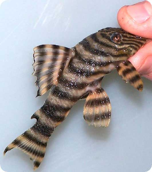 L015 Candy Stripe Pleco - 2-3 inch